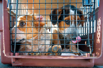Two puppies wait to be boarded onto an airplane Wednesday morning. © 2011 Gallup Independent / Brian Leddy 
